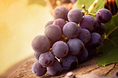 Брага из виноградных выжимок